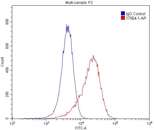 CD146/MCAM
