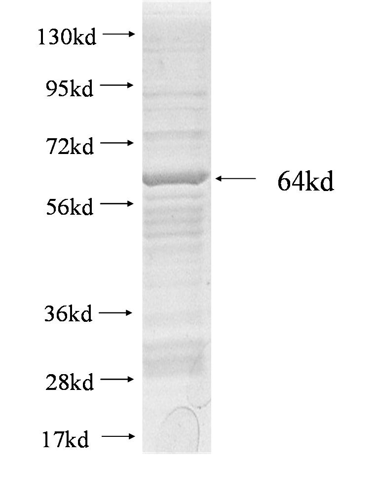 MCF2L fusion protein Ag2223 SDS-PAGE