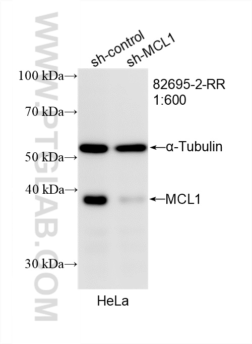 WB analysis of HeLa using 82695-2-RR