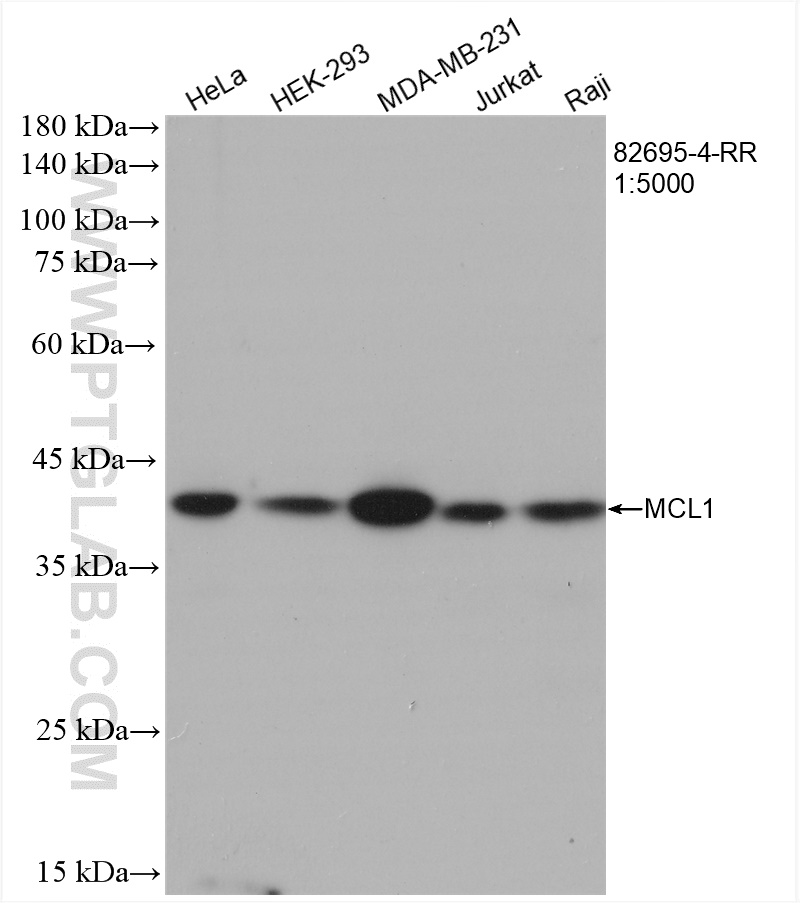 WB analysis using 82695-4-RR