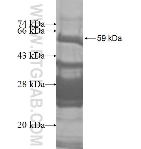 MCL1 fusion protein Ag9546 SDS-PAGE MCL1 fusion protein Ag9546 SDS-PAGE