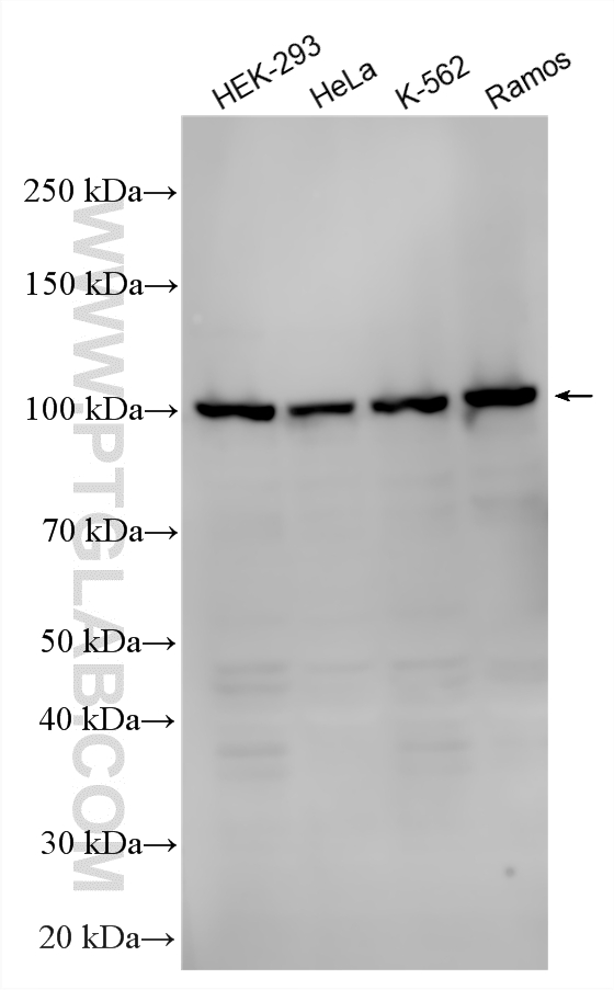 Various lysates were subjected to SDS PAGE followed by western blot with 12251-1-AP (MCM10 antibody) at dilution of 1:2000 incubated at room temperature for 1.5 hours. WB analysis using 12251-1-AP
