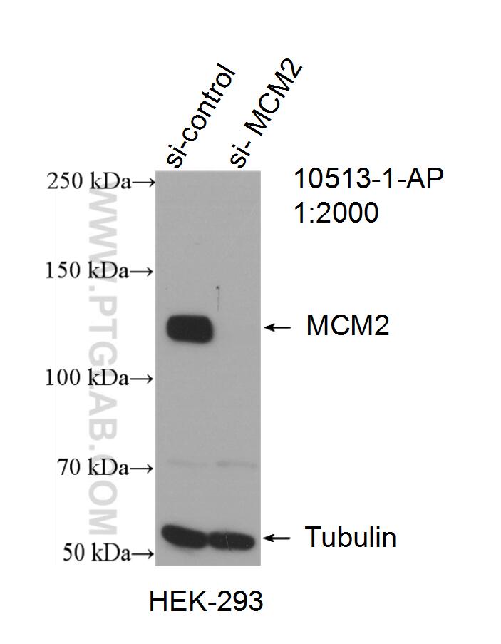 WB analysis of HEK-293 using 10513-1-AP