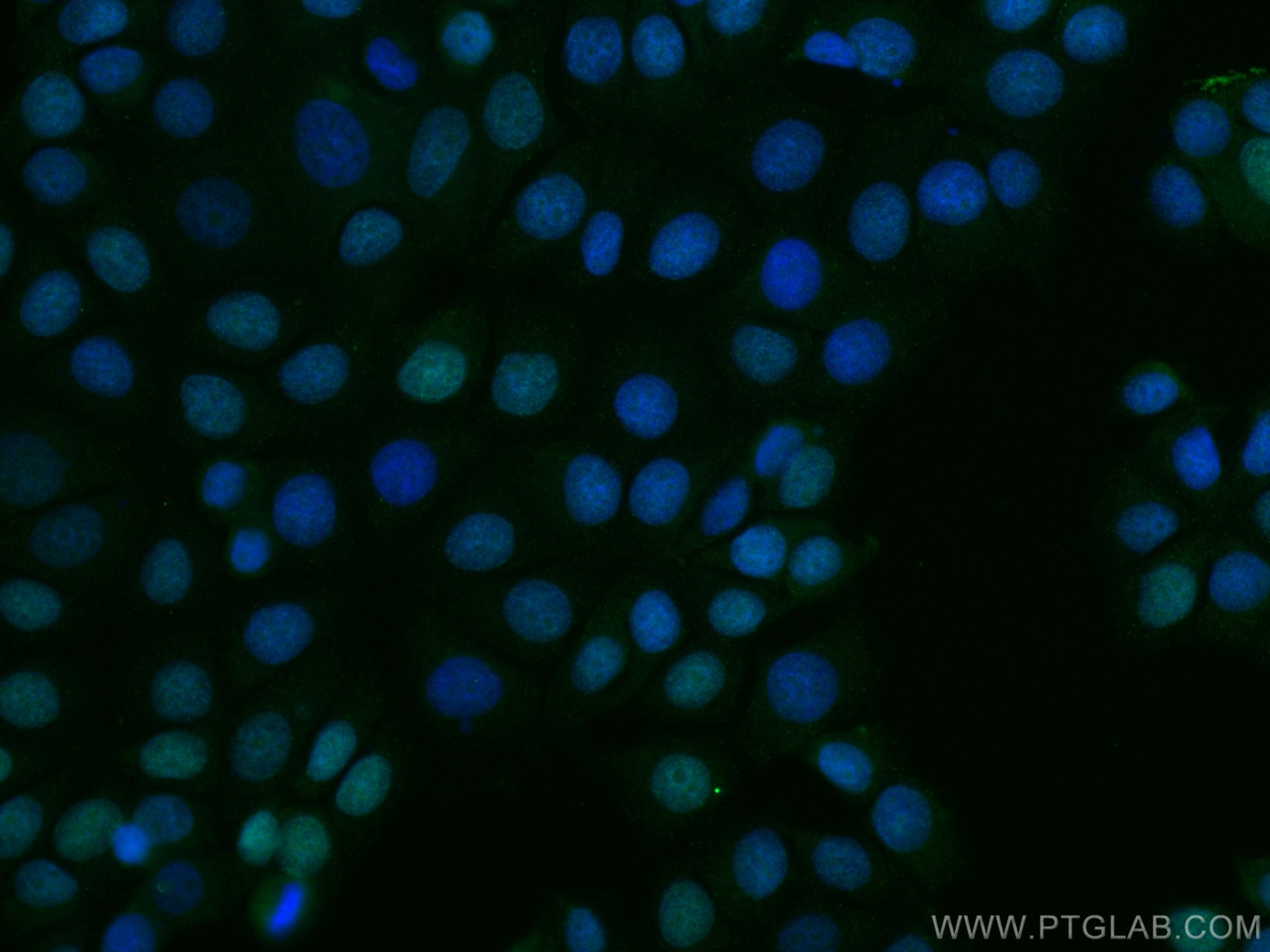 IF Staining of MCF-7 using 66204-1-Ig (same clone as 66204-1-PBS)