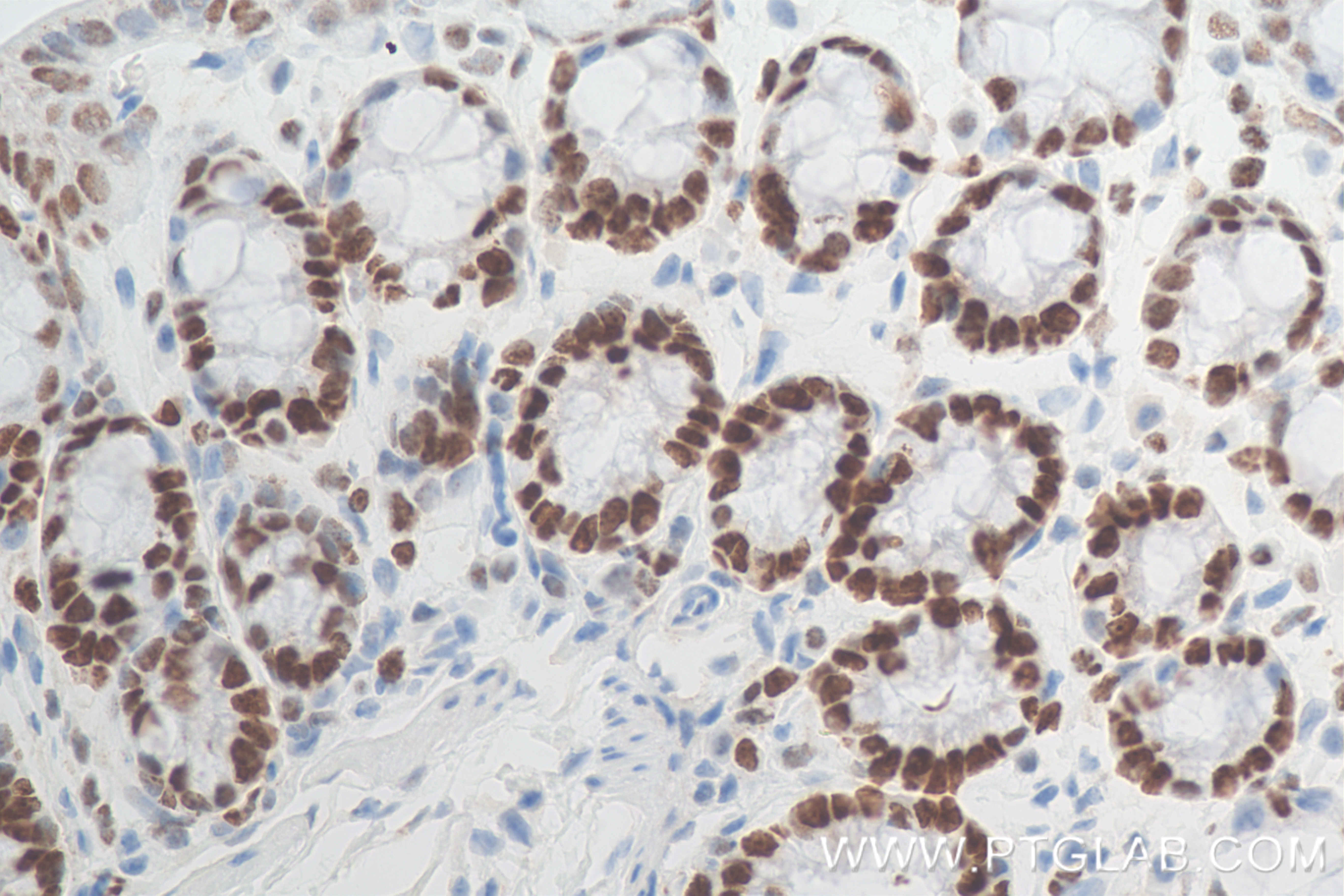 IHC staining of mouse colon using 84511-5-RR