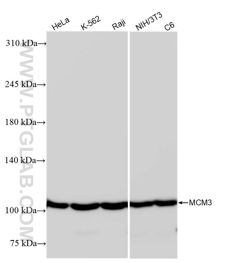WB analysis using 84792-5-RR