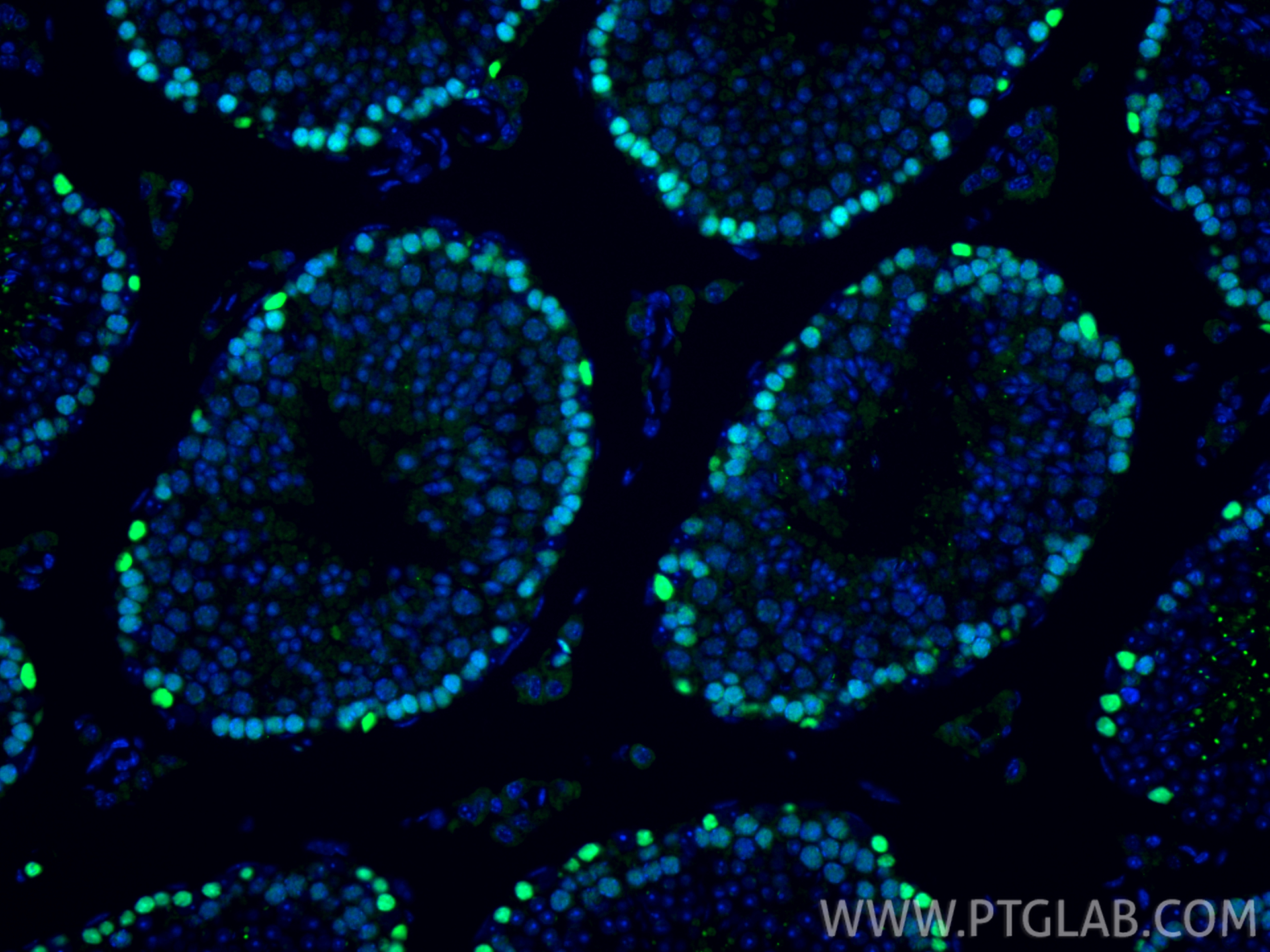 Immunofluorescent analysis of (4% PFA) fixed paraffin-embedded mouse testis tissue using MCM4 antibody (13043-1-AP) at dilution of 1:200 and CoraLite®488-Conjugated Goat Anti-Rabbit IgG(H+L) (<a class='green' href='/productredirect?CatalogNo=SA00013-2' target='_blank'>SA00013-2</a>). Heat mediated antigen retrieval with Tris-EDTA buffer (pH 9.0). IF Staining of mouse testis using 13043-1-AP