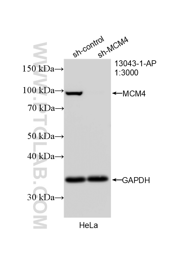 WB analysis of HeLa using 13043-1-AP WB analysis of HeLa using 13043-1-AP