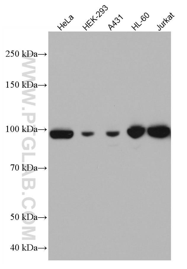 WB analysis using 67103-1-Ig