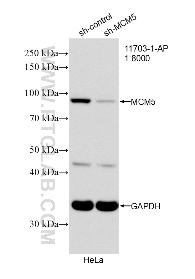 WB analysis of HeLa using 11703-1-AP (same clone as 11703-1-PBS)