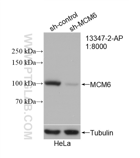 WB analysis of HeLa using 13347-2-AP