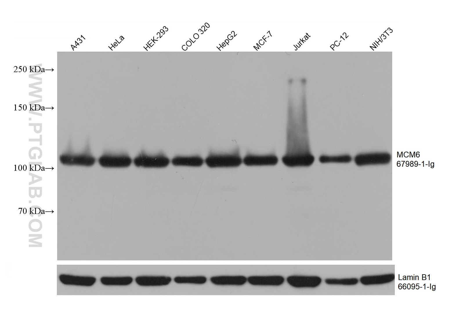 WB analysis using 67989-1-Ig