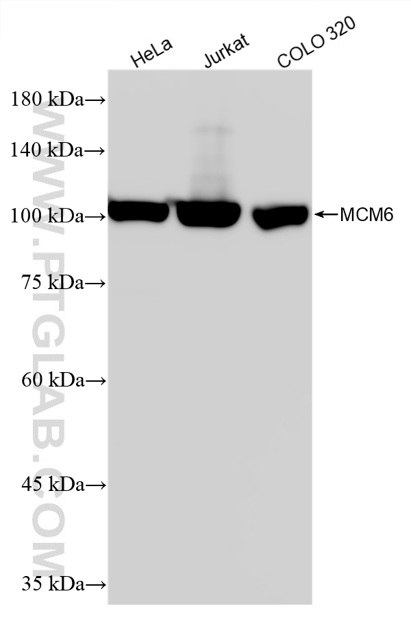 WB analysis using 86950-1-RR WB analysis using 86950-1-RR