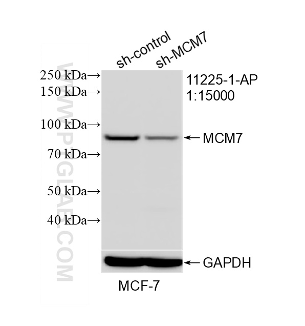 WB result of MCM7 antibody (11225-1-AP; 1:15000; incubated at room temperature for 1.5 hours) with sh-Control and sh-MCM7 transfected MCF-7 cells. WB analysis of MCF-7 using 11225-1-AP
