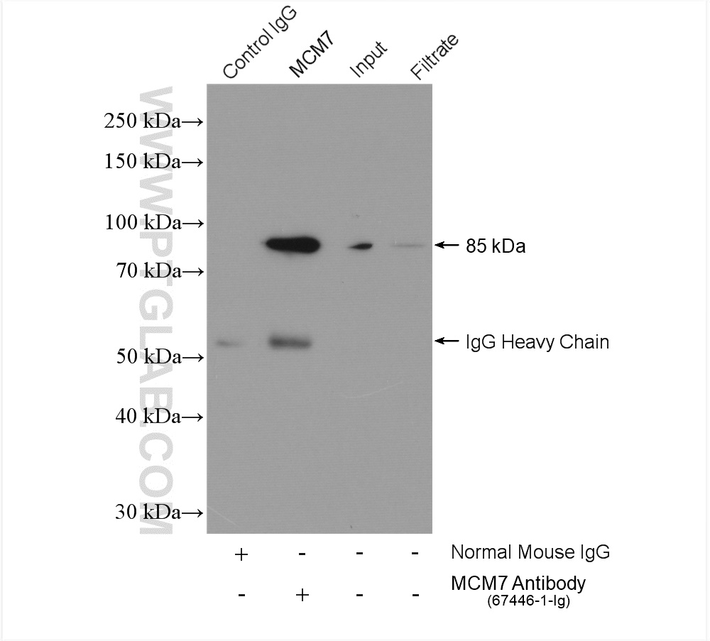 IP experiment of HeLa using 67446-1-Ig