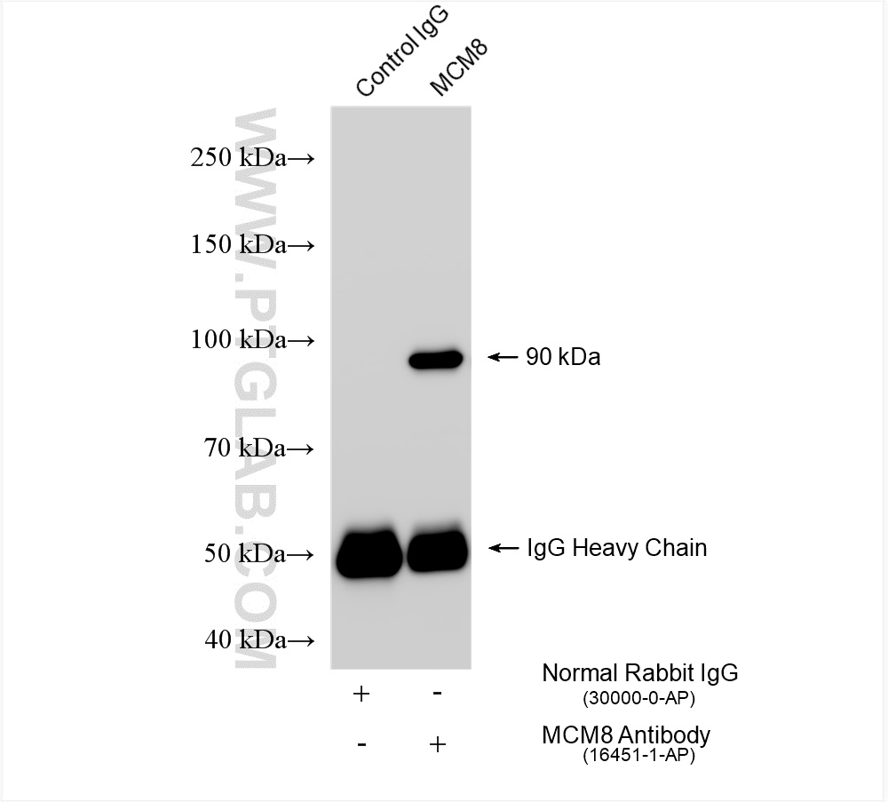 IP experiment of NIH/3T3 using 16451-1-AP (same clone as 16451-1-PBS)