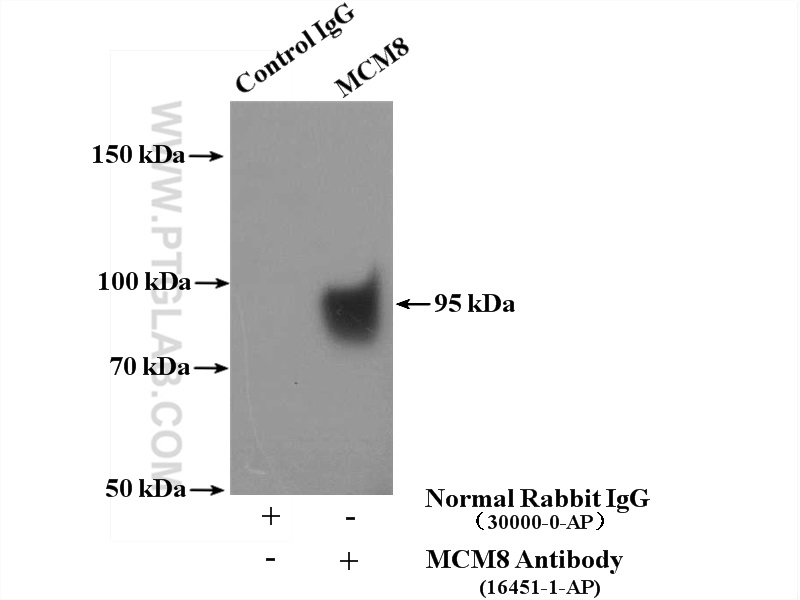 IP experiment of NIH/3T3 using 16451-1-AP