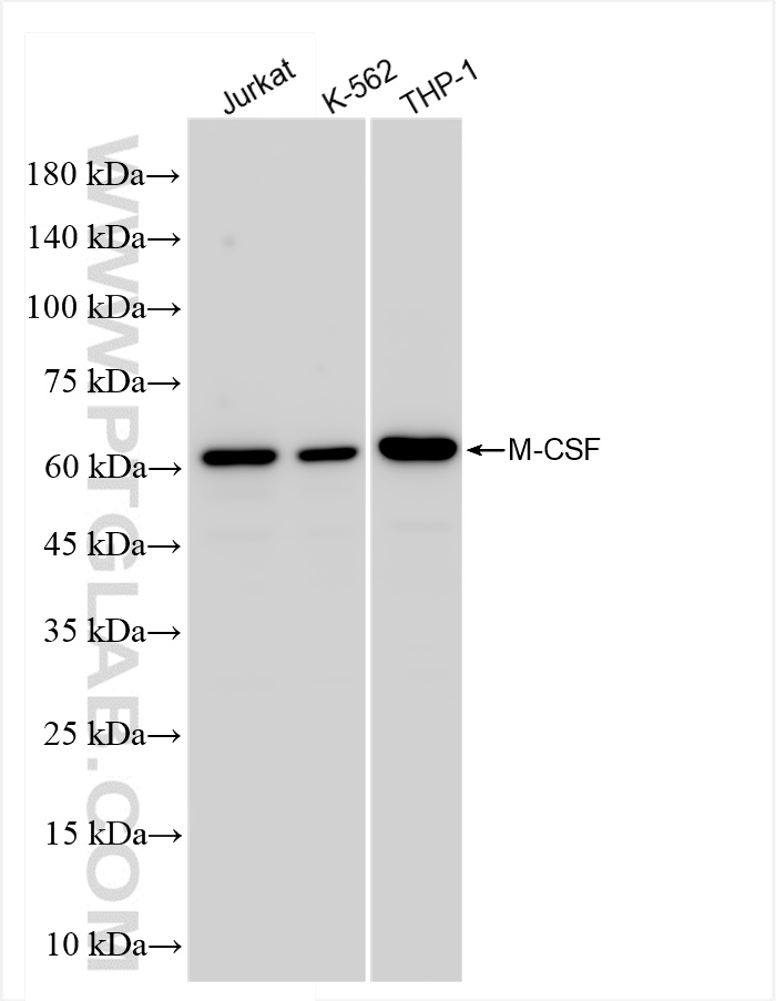 WB analysis using 84481-4-RR