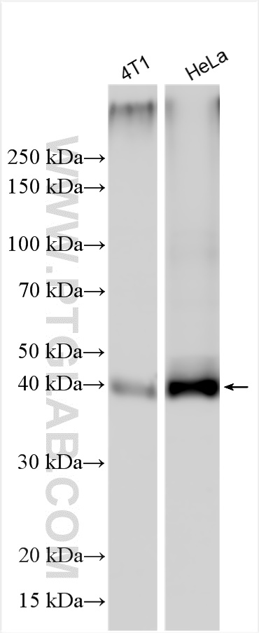 WB analysis using 20139-1-AP