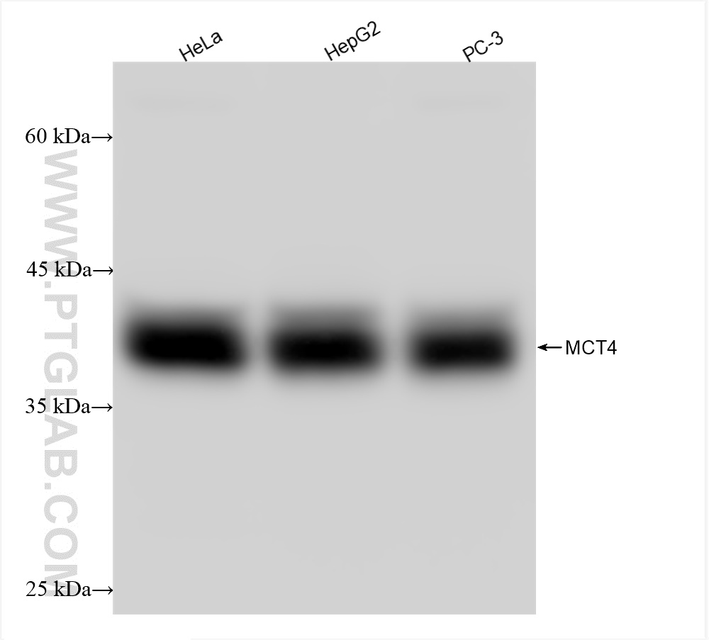 WB analysis using 84797-4-RR