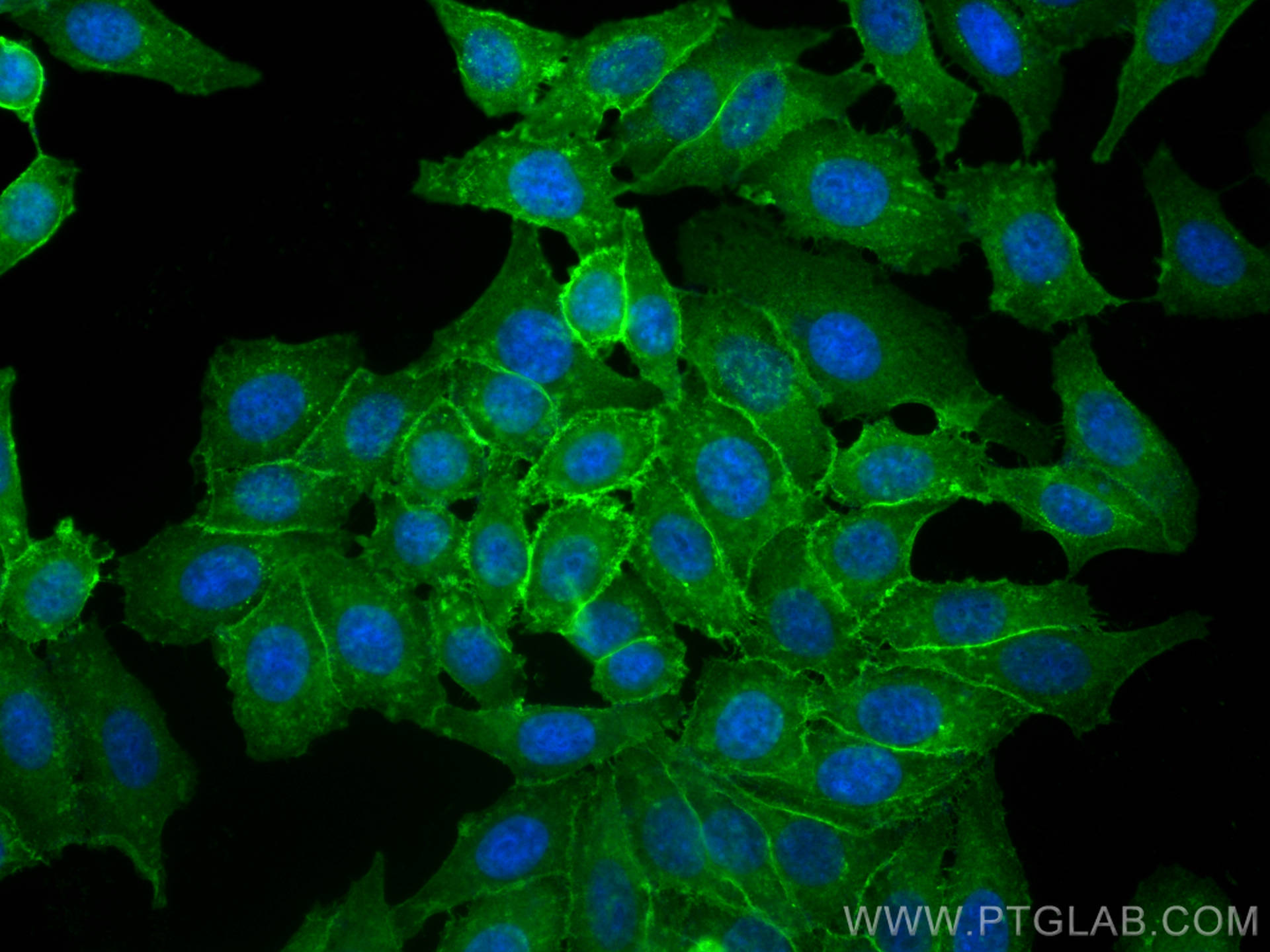 IF Staining of HepG2 using CL488-22787