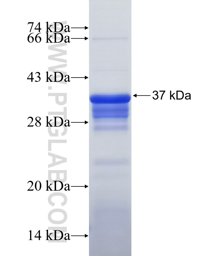 MCTP2 fusion protein Ag11089 SDS-PAGE