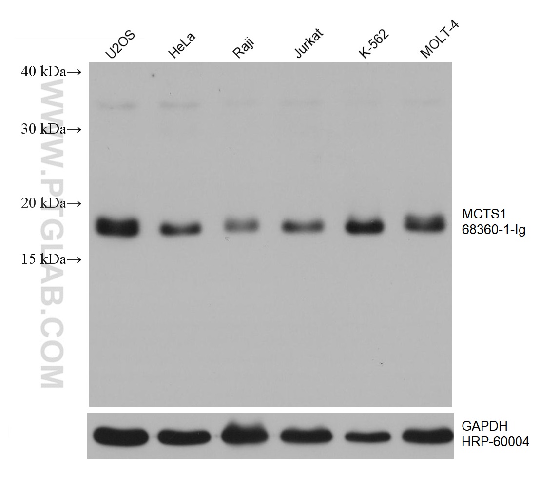 WB analysis using 68360-1-Ig (same clone as 68360-1-PBS)