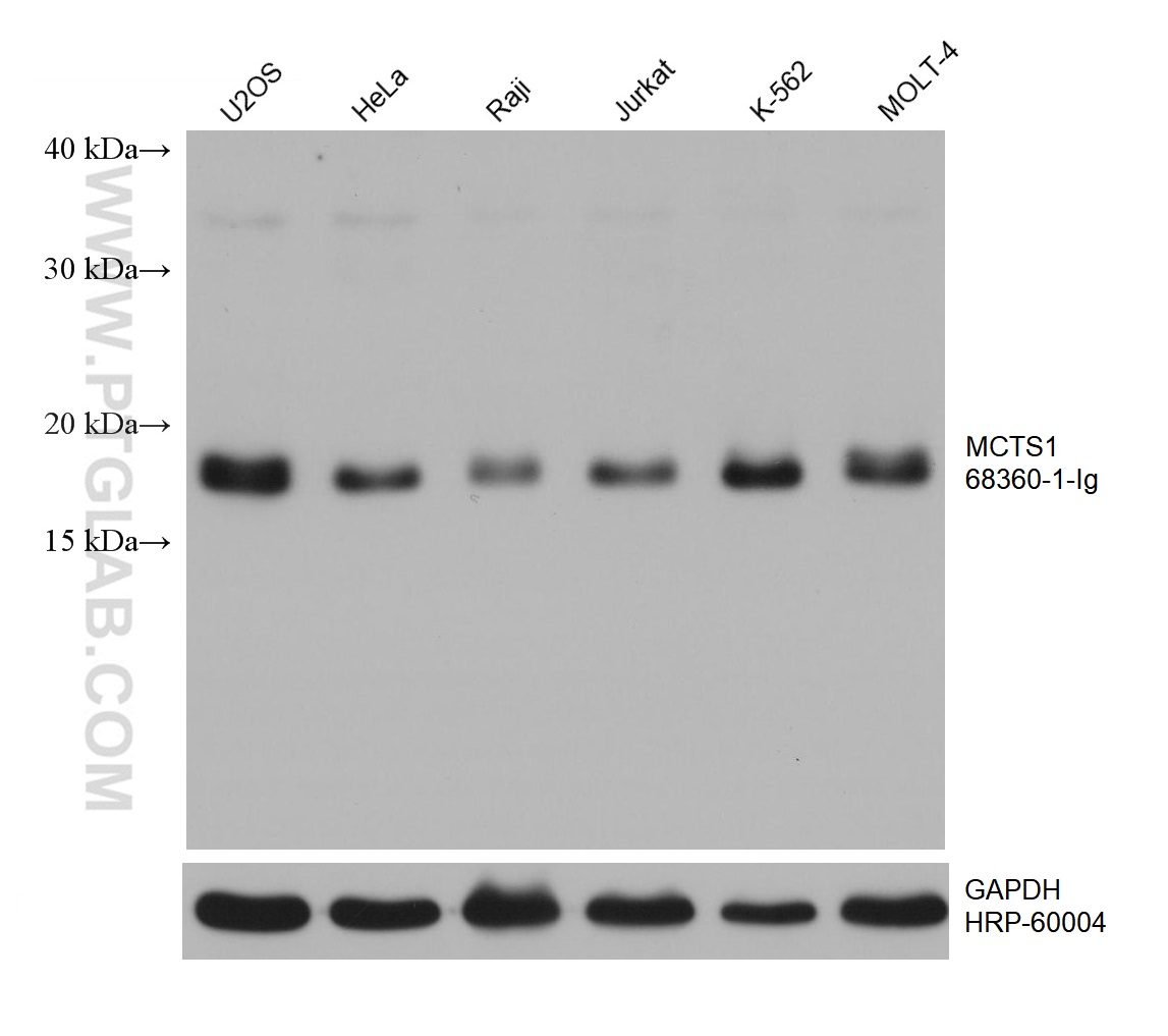 WB analysis using 68360-1-Ig