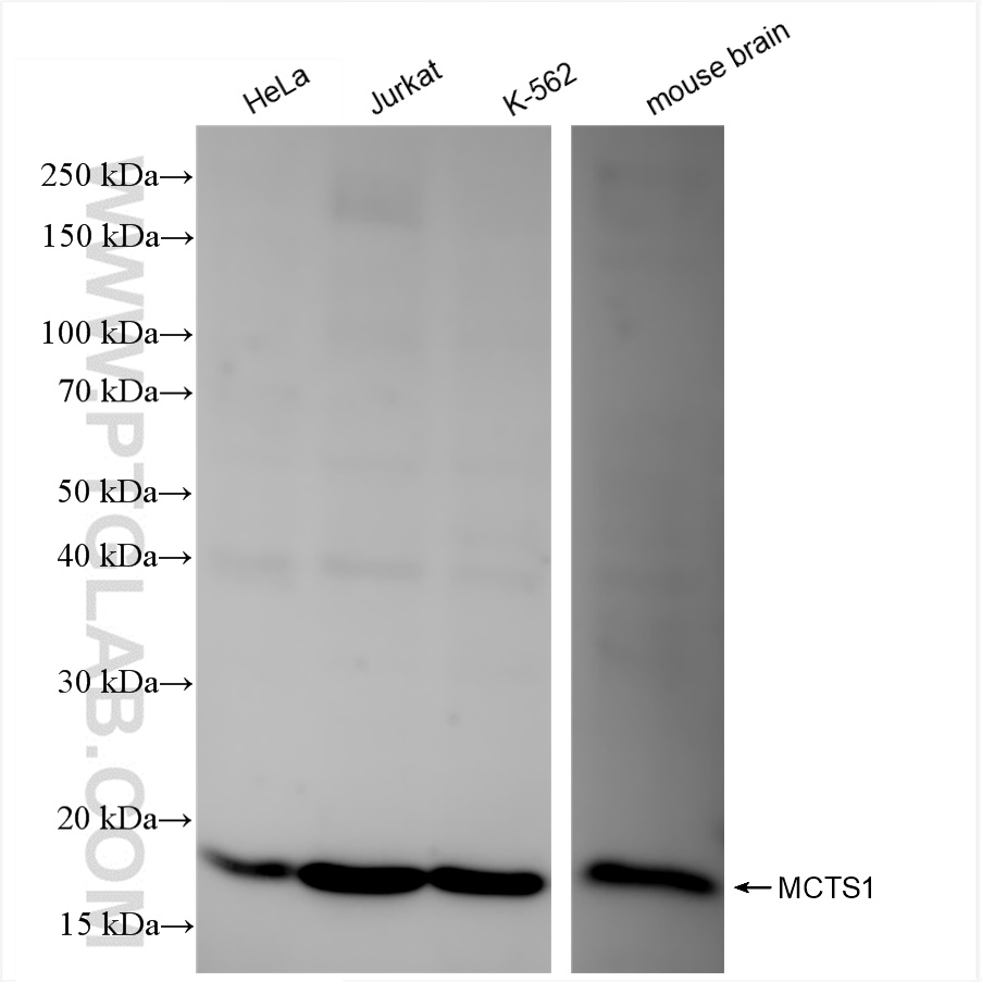 WB analysis using 84312-2-RR