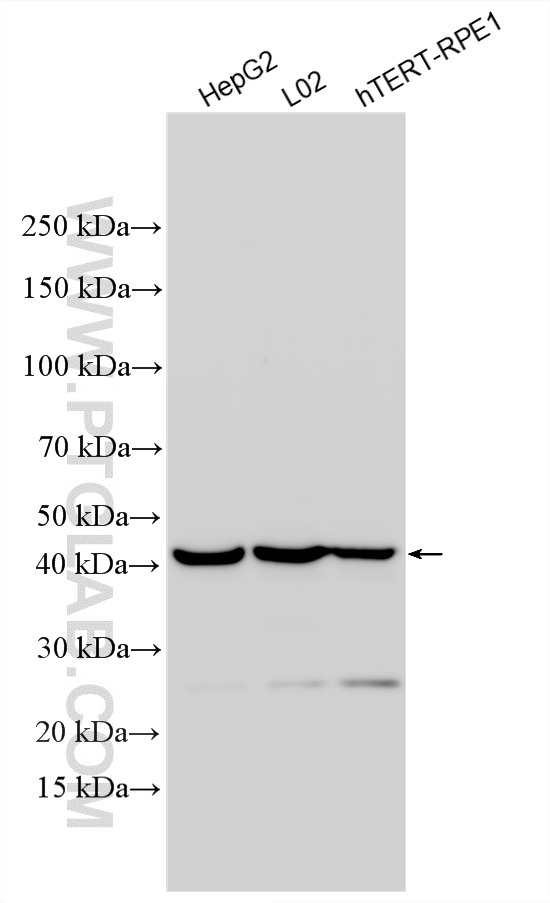 WB analysis using 24948-1-AP