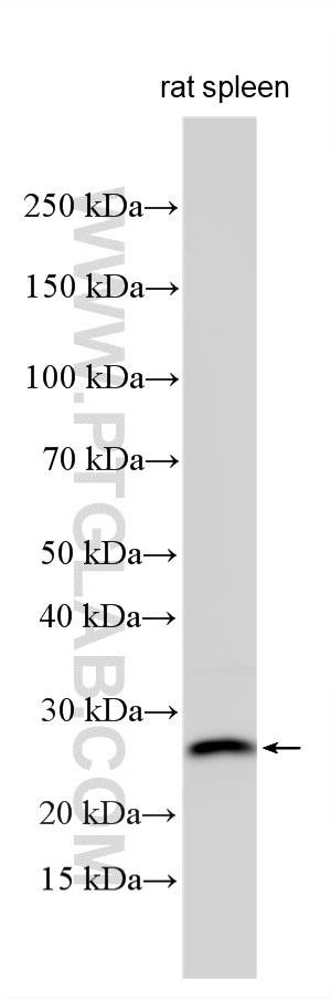 WB analysis using 34213-1-AP WB analysis using 34213-1-AP