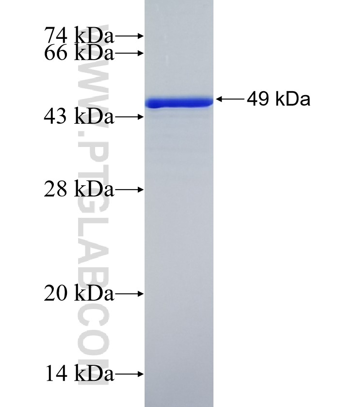 MDFIC fusion protein Ag35437 SDS-PAGE