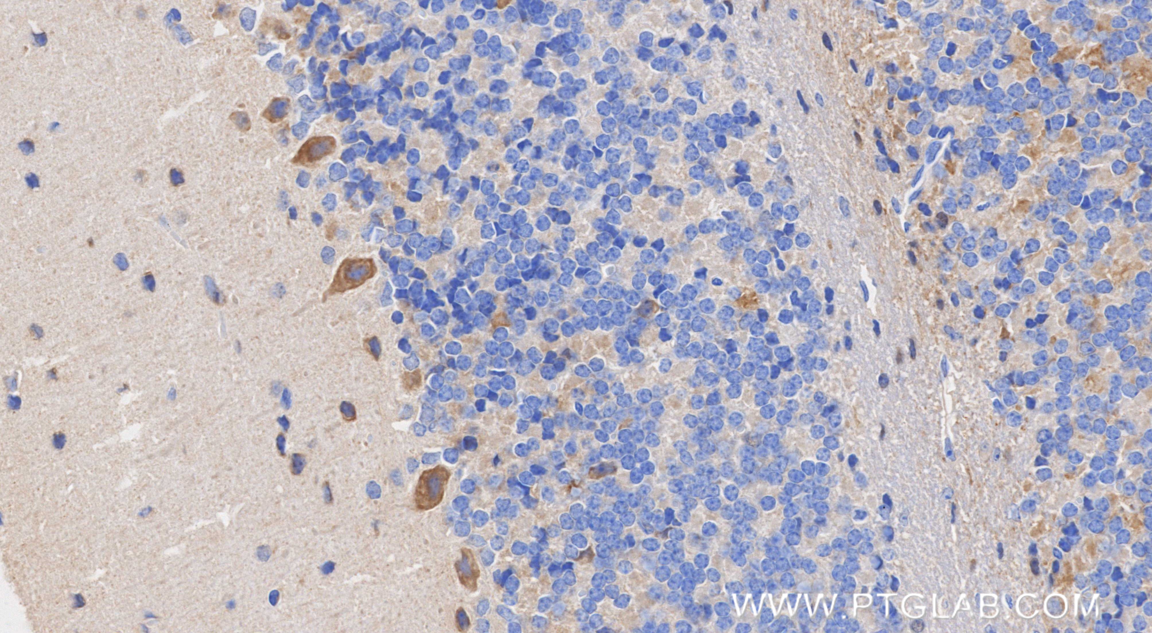 IHC staining of mouse cerebellum using 87078-1-RR IHC staining of mouse cerebellum using 87078-1-RR