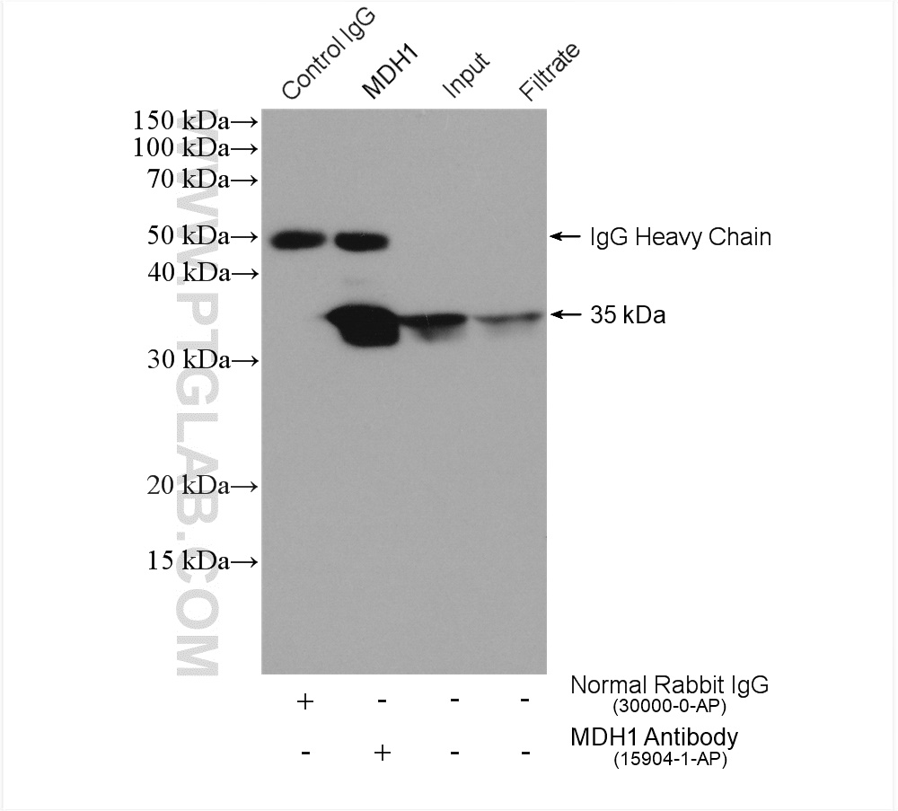 IP experiment of HepG2 using 15904-1-AP