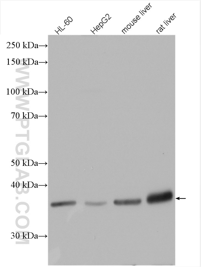 WB analysis of HepG2 using 15904-1-AP