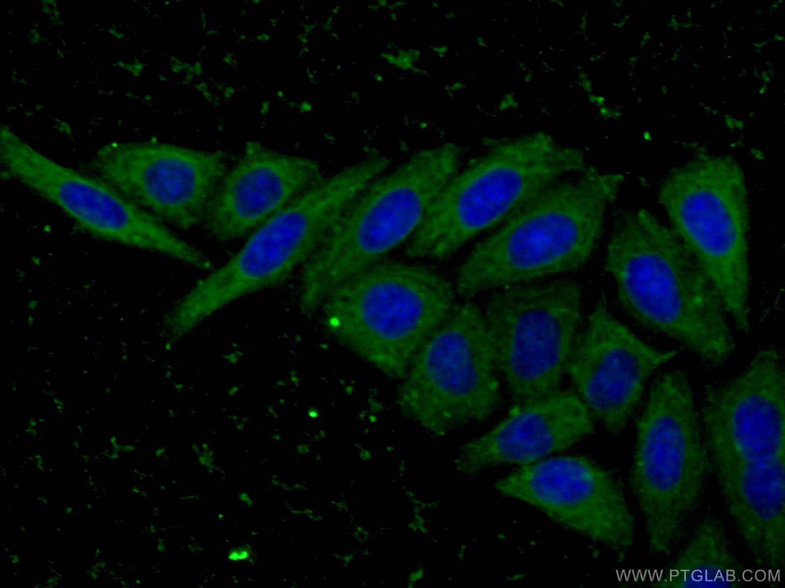 IF Staining of HepG2 using 66505-1-Ig