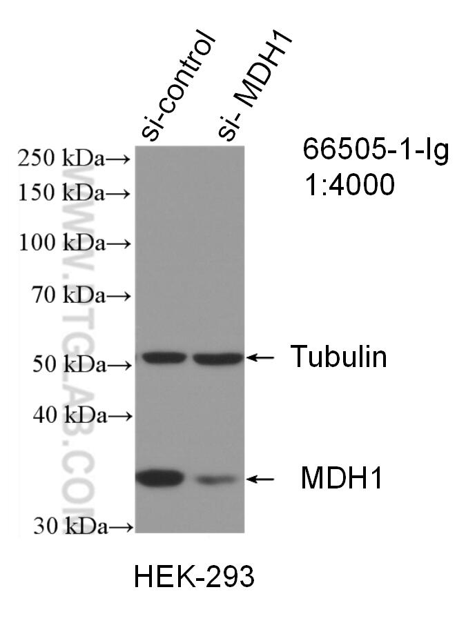 WB analysis of HEK-293 using 66505-1-Ig