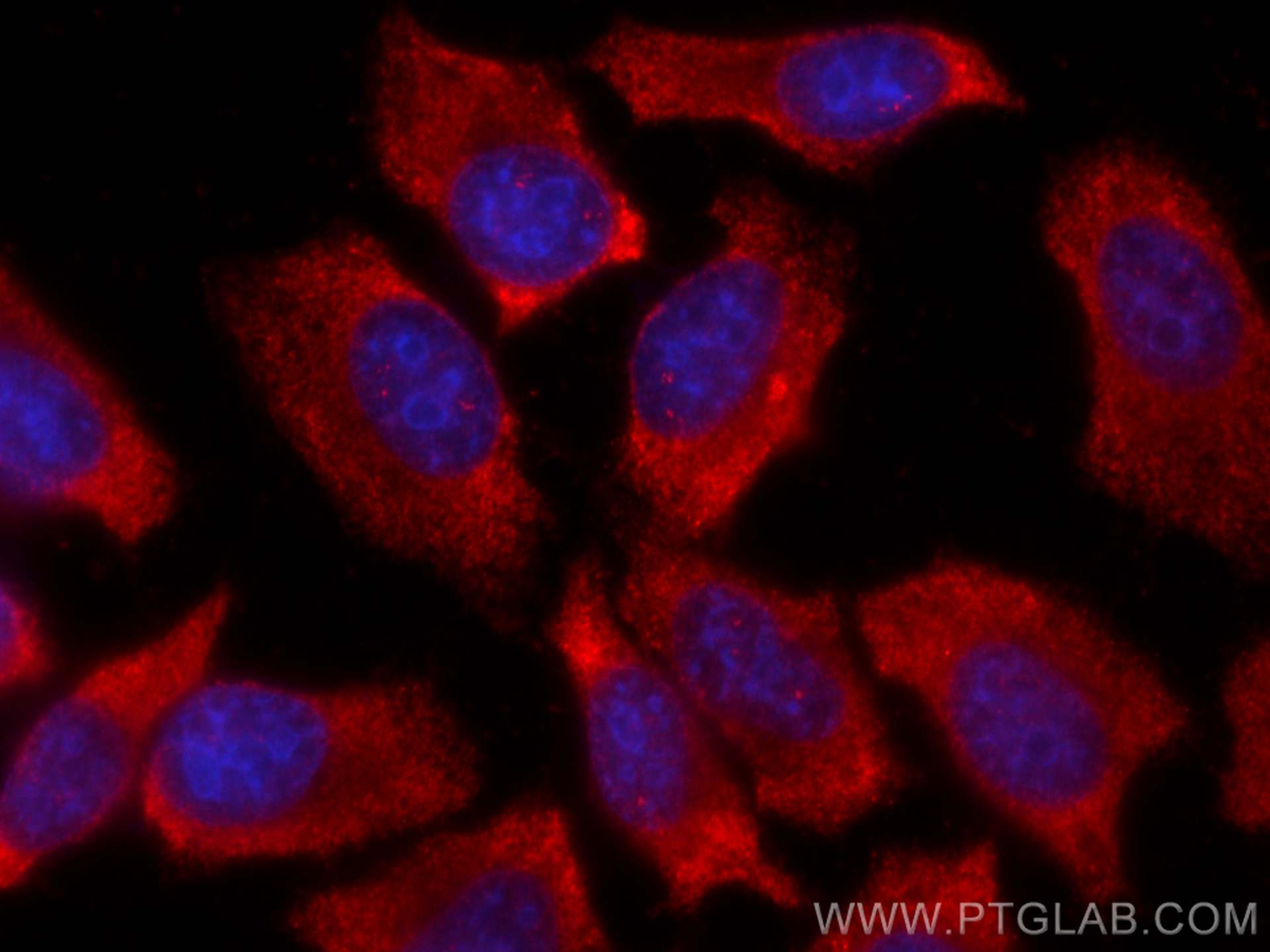 IF Staining of HepG2 using CL594-66505