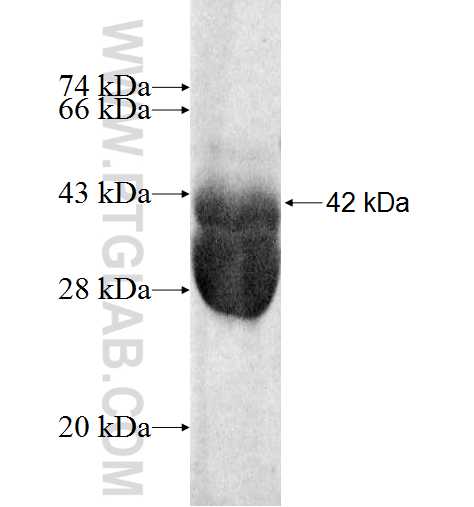 MDH1 fusion protein Ag8878 SDS-PAGE