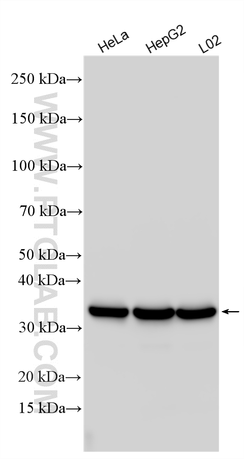 Various lysates were subjected to SDS PAGE followed by western blot with 15462-1-AP (MDH2 antibody) at dilution of 1:10000 incubated at room temperature for 1.5 hours. WB analysis using 15462-1-AP
