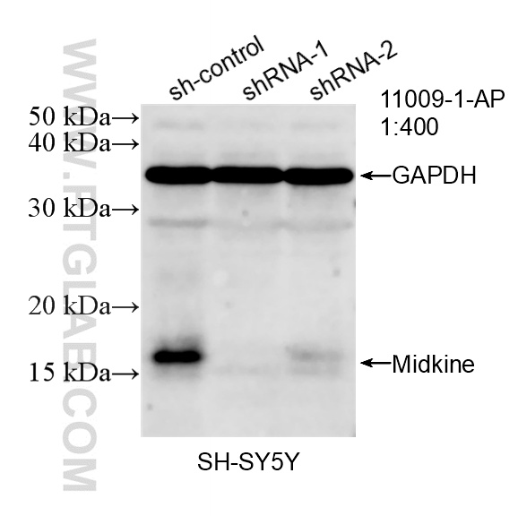 WB analysis of SH-SY5Y using 11009-1-AP