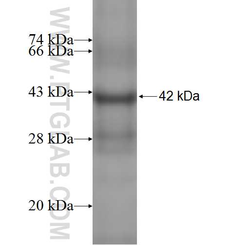 MDK fusion protein Ag1465 SDS-PAGE
