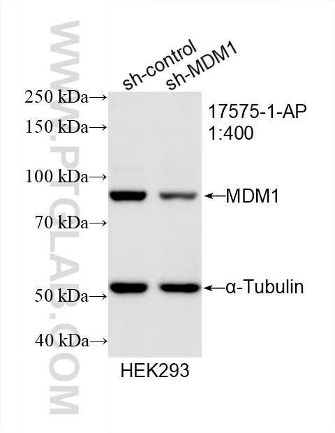 WB analysis of HEK-293 using 17575-1-AP