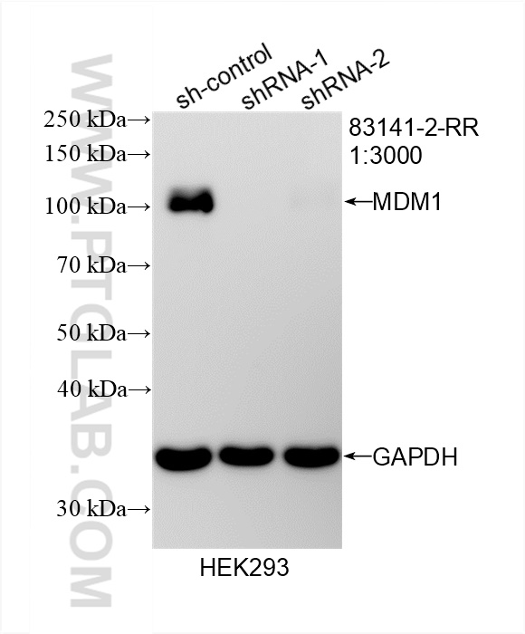 WB analysis of HEK-293 using 83141-2-RR (same clone as 83141-2-PBS)
