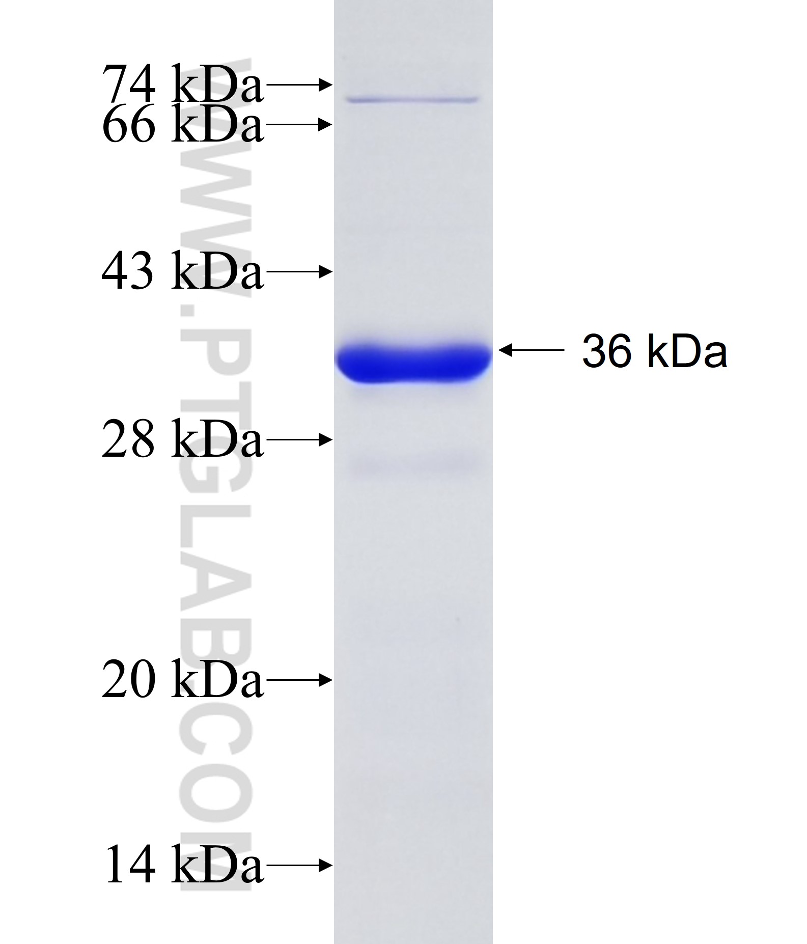 MDM2 fusion protein Ag27269 SDS-PAGE