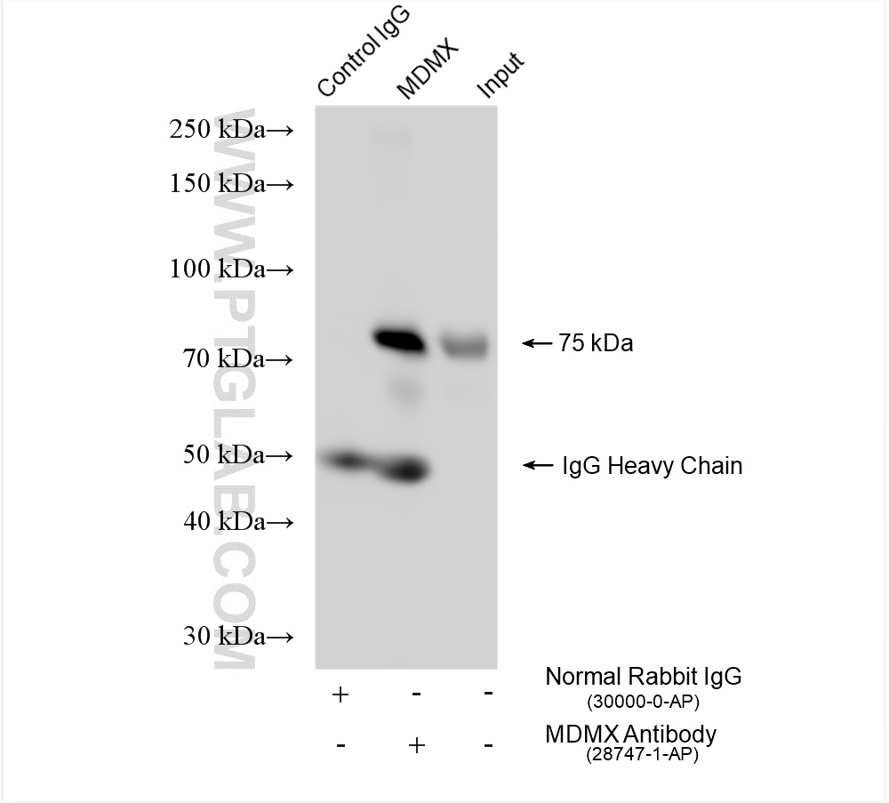 IP experiment of MCF-7 using 28747-1-AP