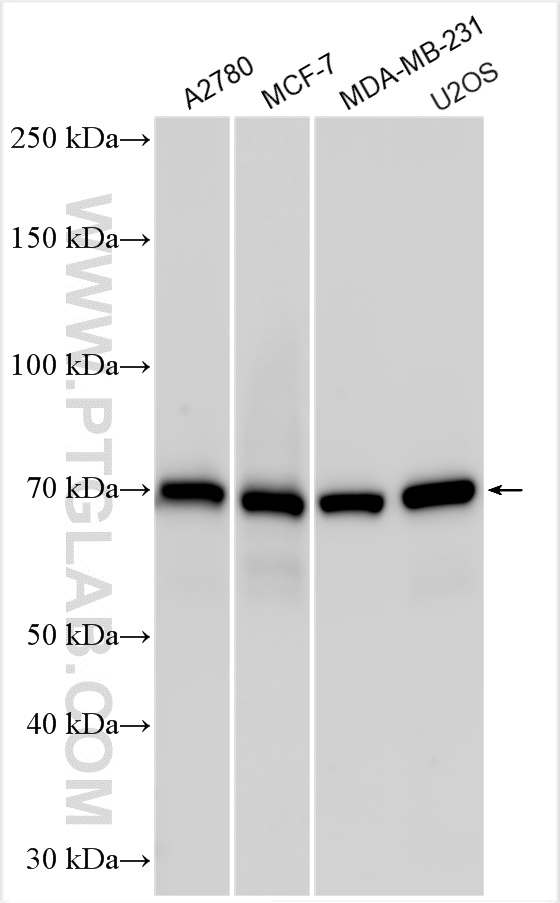 WB analysis using 28747-1-AP