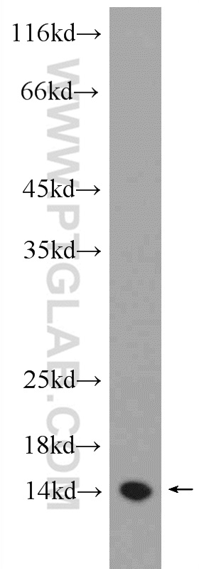 WB analysis of RAW 264.7 using 13929-1-AP