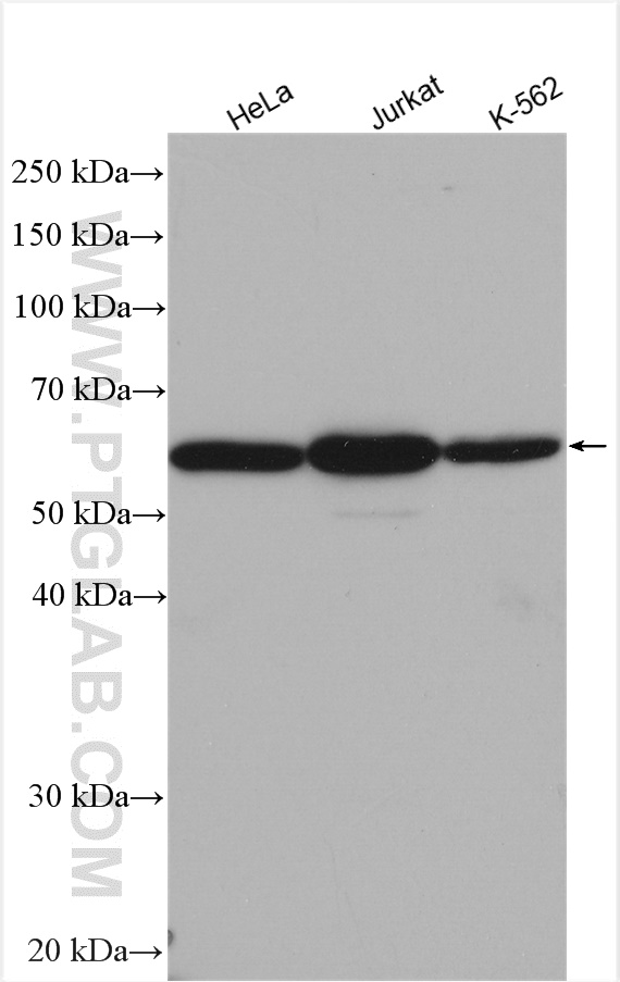 WB analysis using 24944-1-AP