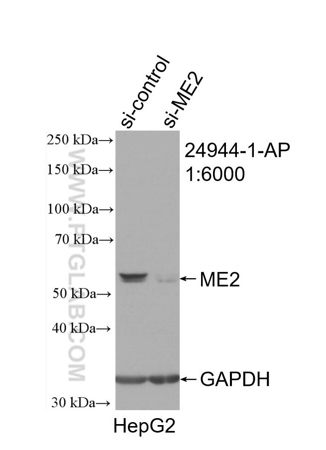 WB analysis of HepG2 using 24944-1-AP